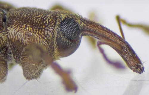 Réf. 199 991 : Dorytomus hirtipennis